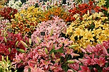 Chelsea Flower Show\nGrand Pavilion - Lillies