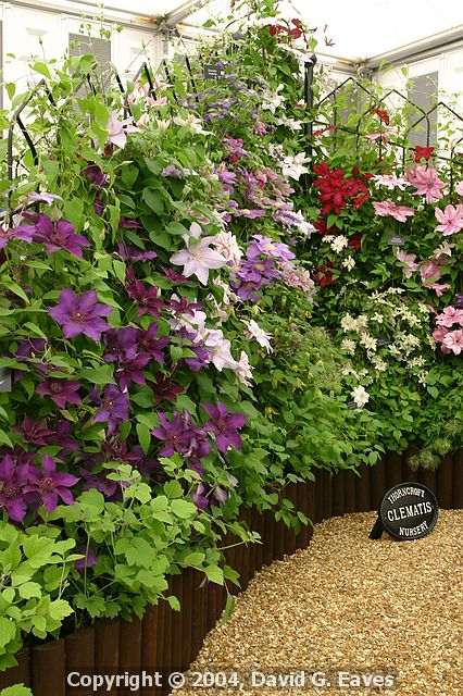 Chelsea Flower Show\nGrand Pavilion - Thorncroft Clematis Nursery