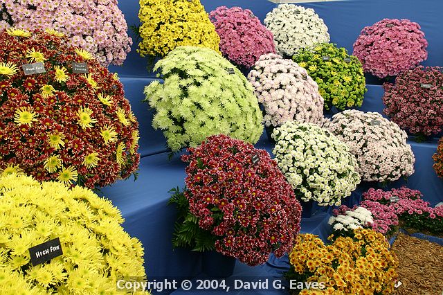 Chelsea Flower Show\nGrand Pavilion - National Chrysanthemum Society