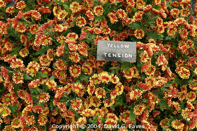 Chelsea Flower Show\nGrand Pavilion - National Chrysanthemum Society, Yellow Tension