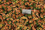 Chelsea Flower Show\nGrand Pavilion - National Chrysanthemum Society, Yellow Tension