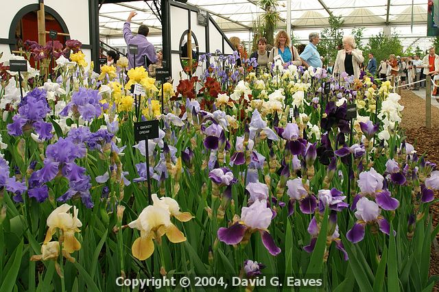 Chelsea Flower Show\nGrand Pavilion - Iris