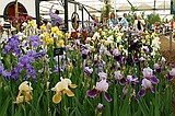 Chelsea Flower Show\nGrand Pavilion - Iris