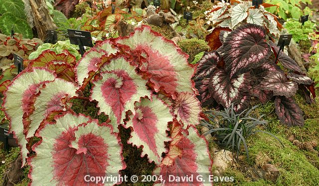 Chelsea Flower Show\nGrand Pavilion - Begonias