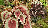 Chelsea Flower Show\nGrand Pavilion - Begonias