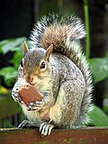 Linton Zoo
Grey Squirrel, enjoying a snack